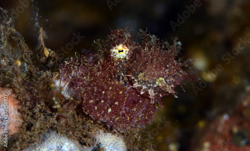 Amazing underwater world - hairy octopus. Diving, macro photography. Tulamben, Bali, Indonesia. 