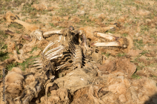 Dead camel in the steppe. Camel bones on the ground © adydyka2780