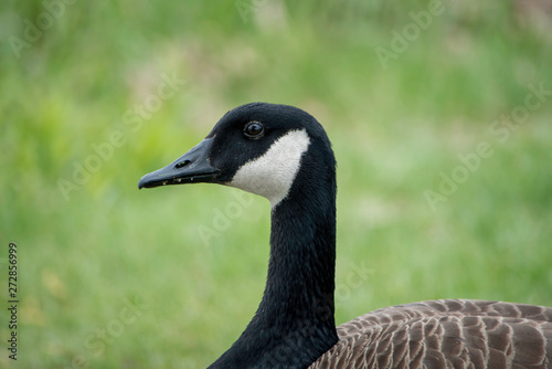 A CANADA GOOSE