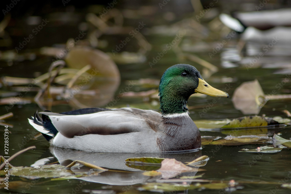 A DUCK IN A POND A DUCK IN A POND