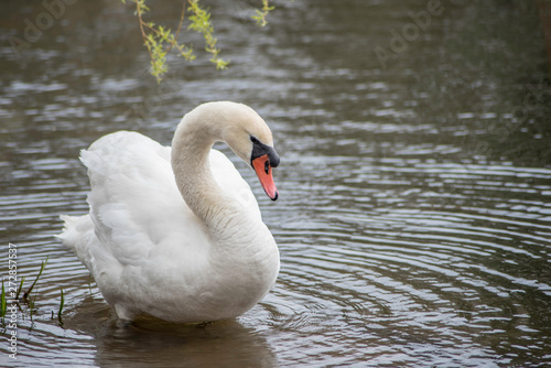A PRETTY SWAN IN THE WATER