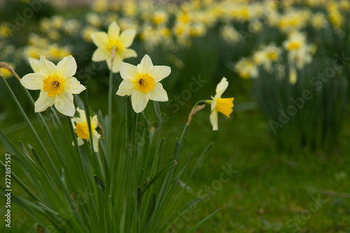 Fototapeta Naklejka Na Ścianę i Meble -  Yellow golden and white wild Daffodils Narcissus (Narcissus pseudonarcissus). York, England