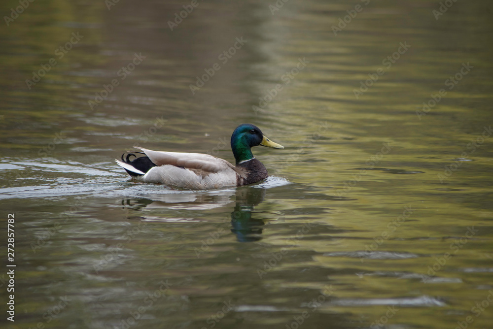 DUCK IN WATER DUCK IN WATER