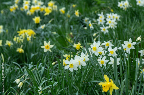 Yellow golden and white wild Daffodils Narcissus (Narcissus pseudonarcissus). York, England