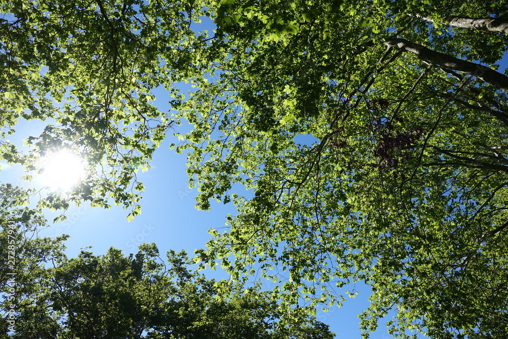 Fototapeta premium soleil dans les feuilles