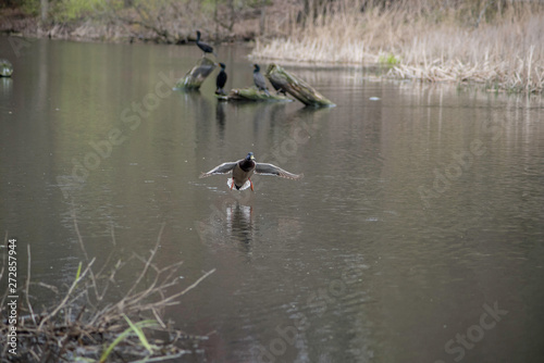 A DUCK LANDING IN THE WATER