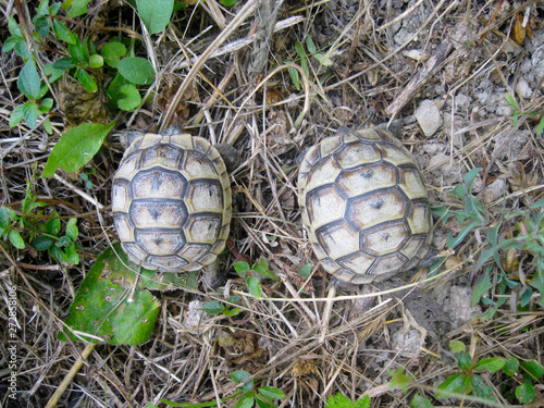 two little turtles