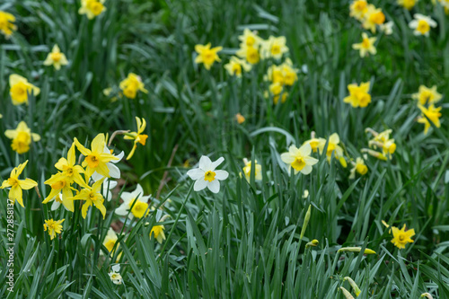 Yellow golden and white wild Daffodils Narcissus (Narcissus pseudonarcissus). York, England