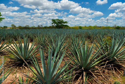 The field of agave planted for the manufacture of tequila