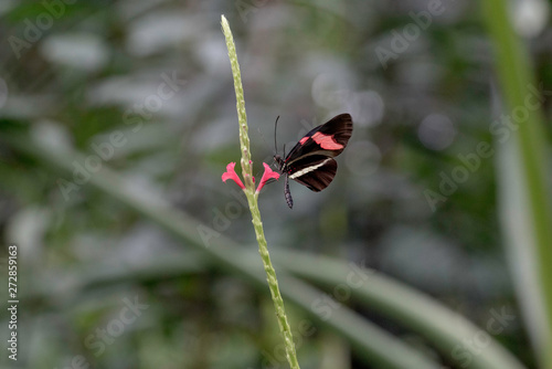 BUTTERFLY IN A GARDEN