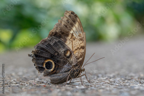 BUTTERFLY UP CLOSE ON A ROCK