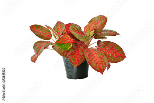 Red flower pot with white background