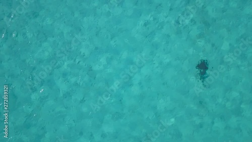 Single nurse shark patrolling the ocean off the coast of the Bahamas archipelago photo