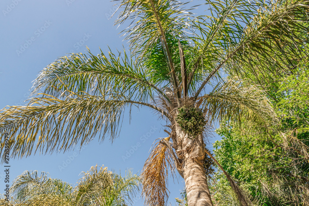 Palms, palm plants, tree, crown of a palm tree in dry Cape Town in