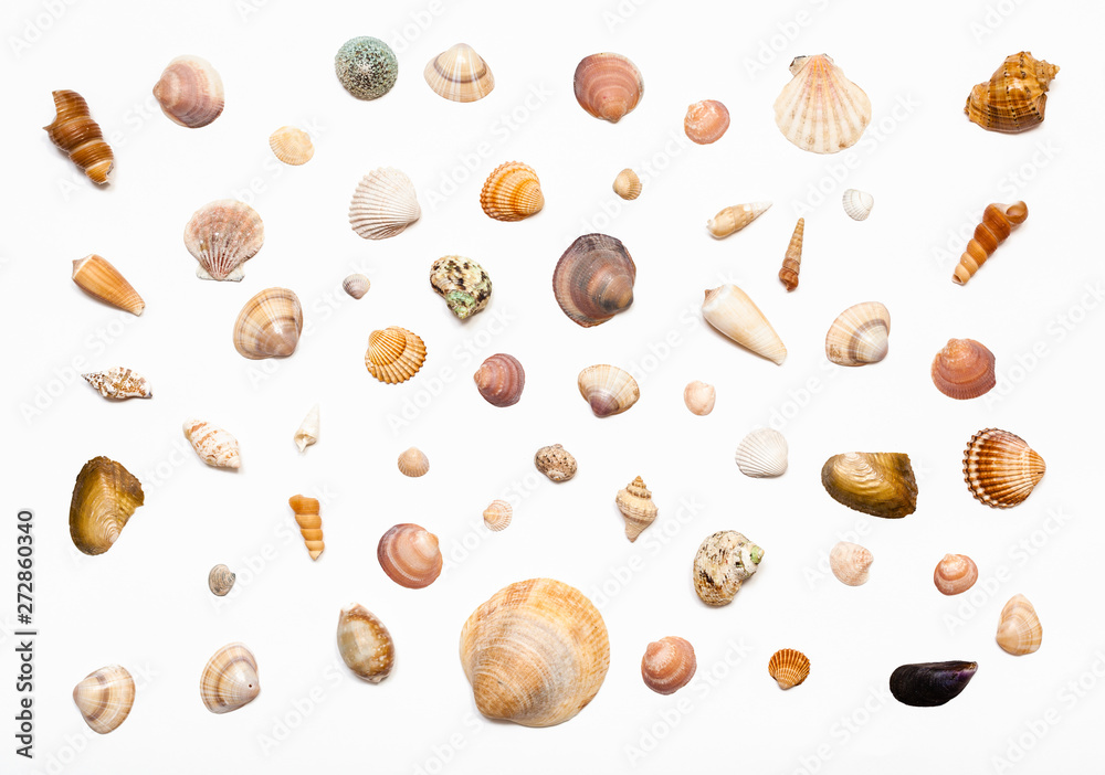 collage from natural dried sea shells on white collage from natural dried sea shells on white