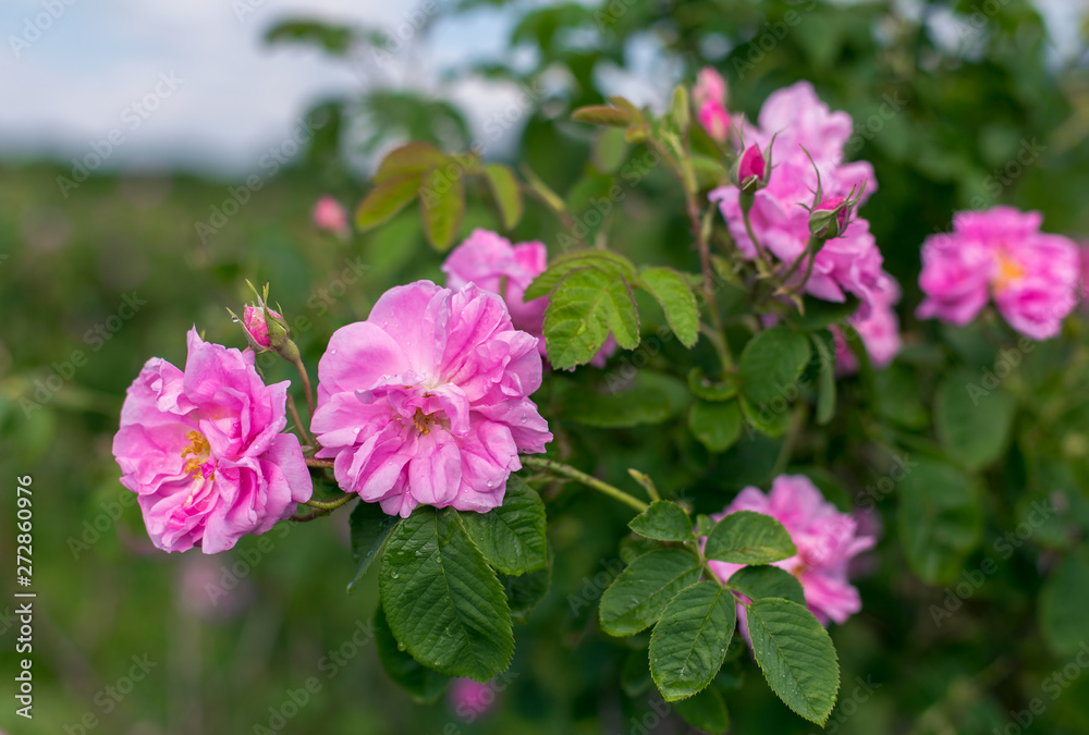 Obraz premium Damask Rose - Rosa Damascena