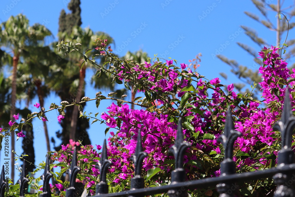Fototapeta premium Bougainvillea