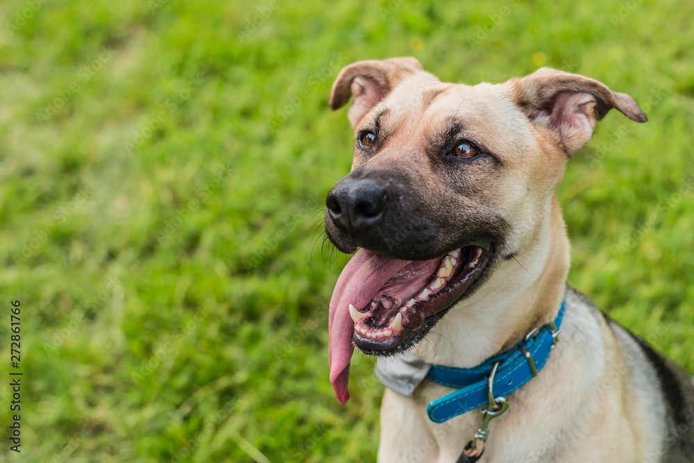 Portrait of happy young beige and black dog with mouth open showing teeth, tongue sticking out, sitting on green grass waiting for a play. Summer day in a park. Portrait of happy young beige and black dog with mouth open showing teeth, tongue sticking out, sitting on green grass waiting for a play. Summer day in a park.