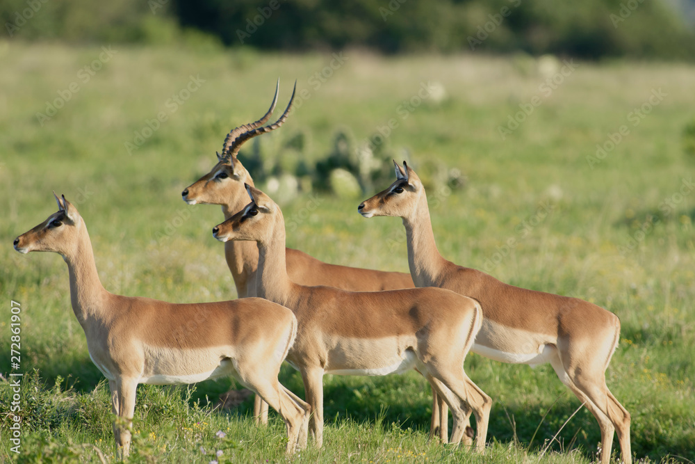 Impala, South Africa