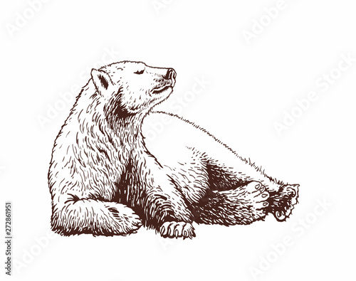Graphical vector illustration of Polar bear  , vintage background