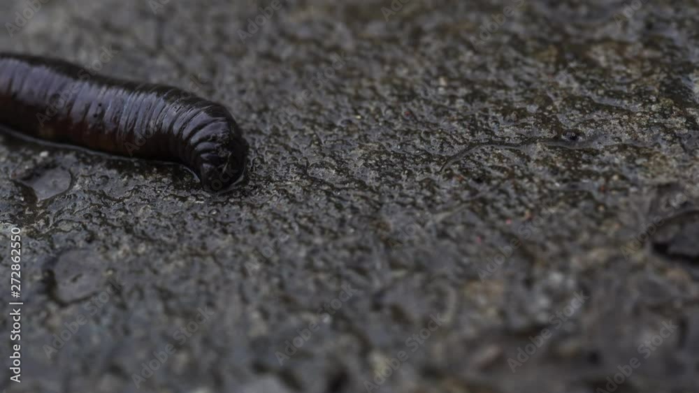 Earthworm crawling on the road in the afternoon Earthworm crawling on the road in the afternoon