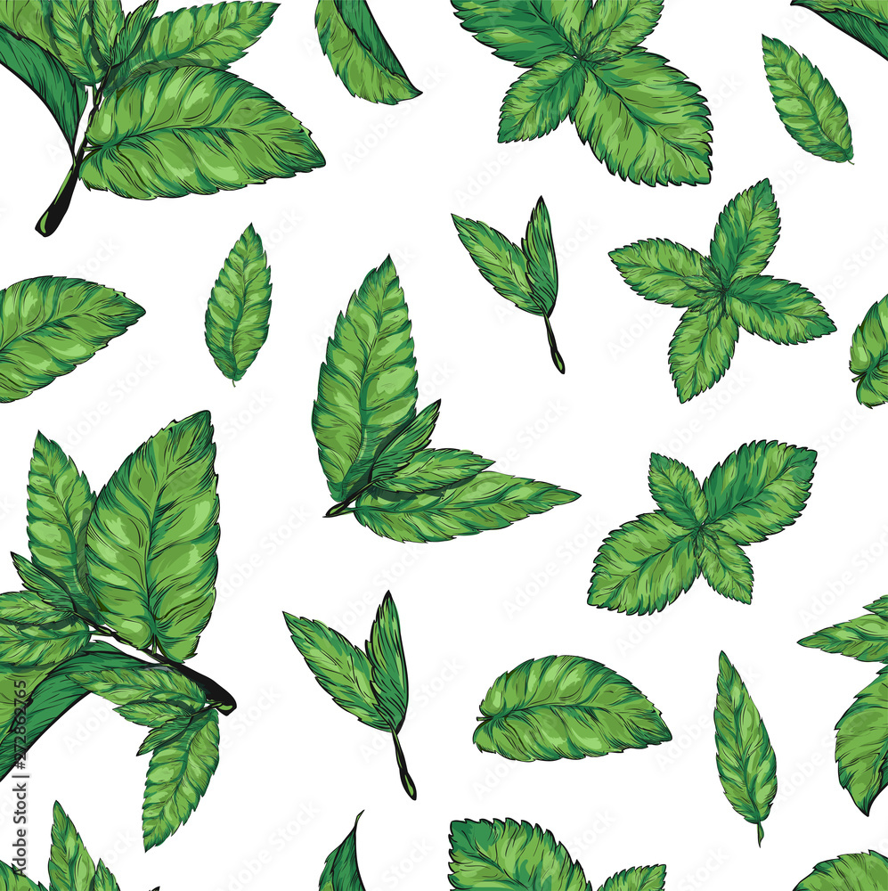 Mint leaves isolated set.Style ink sketch of mint. Isolated on white background. Hand drawn vector illustration.spearmint plant and leaves. 