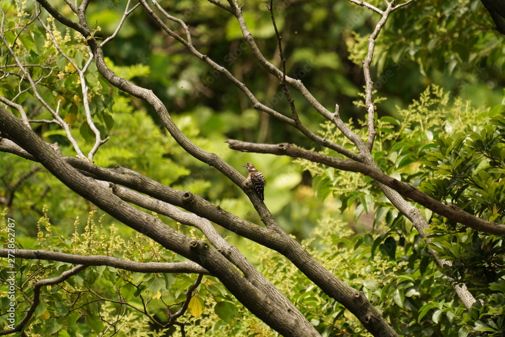 Kingfisher Kingfisher