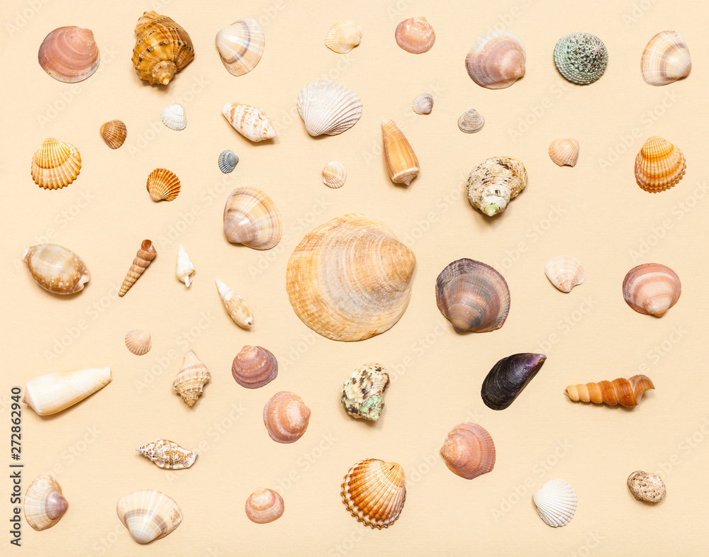top view of various natural sea shells on yellow