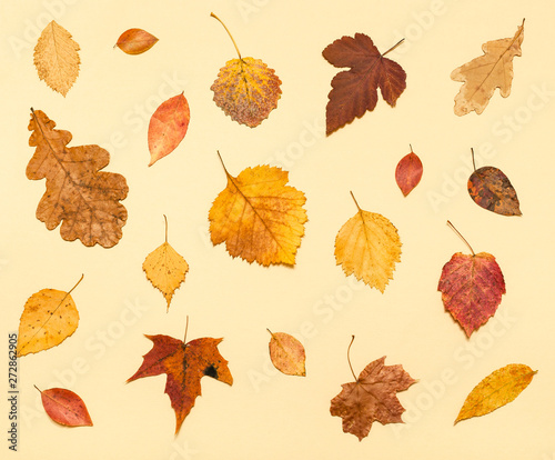 various dried autumn fallen leaves on light yellow