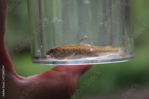 Kleiner Fisch im Lupenbecherglas wurde in der Düssel gefangen und zeugt von guter Wasserqualität photo