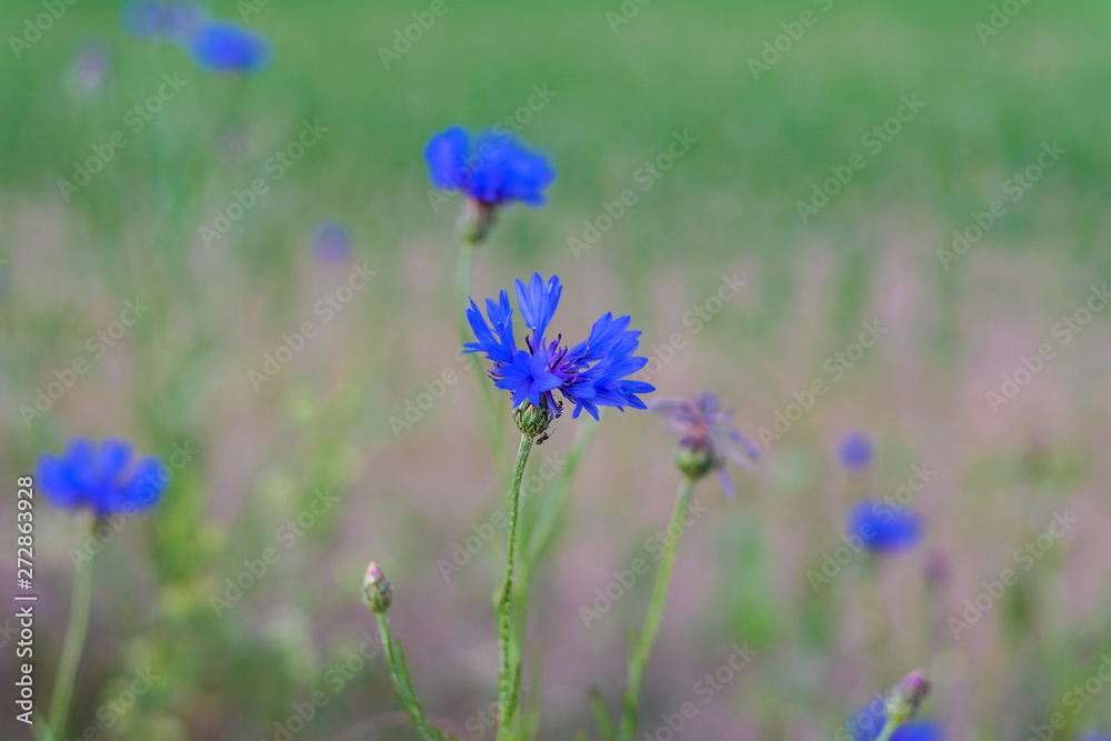 Fototapeta premium blue cornflower on the field