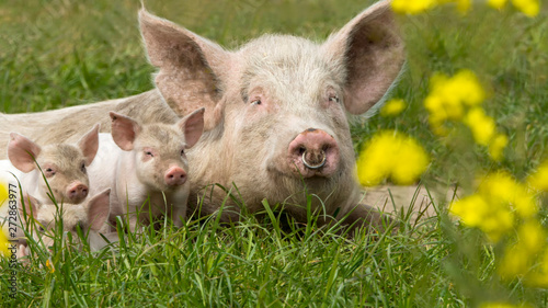 Glückliche Schweine auf einer blühenden Wiese © Fr@nk