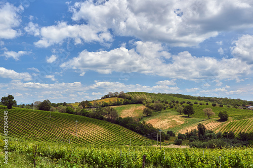 Rural landscape with vines growing in the hills of Tuscany, Italy.