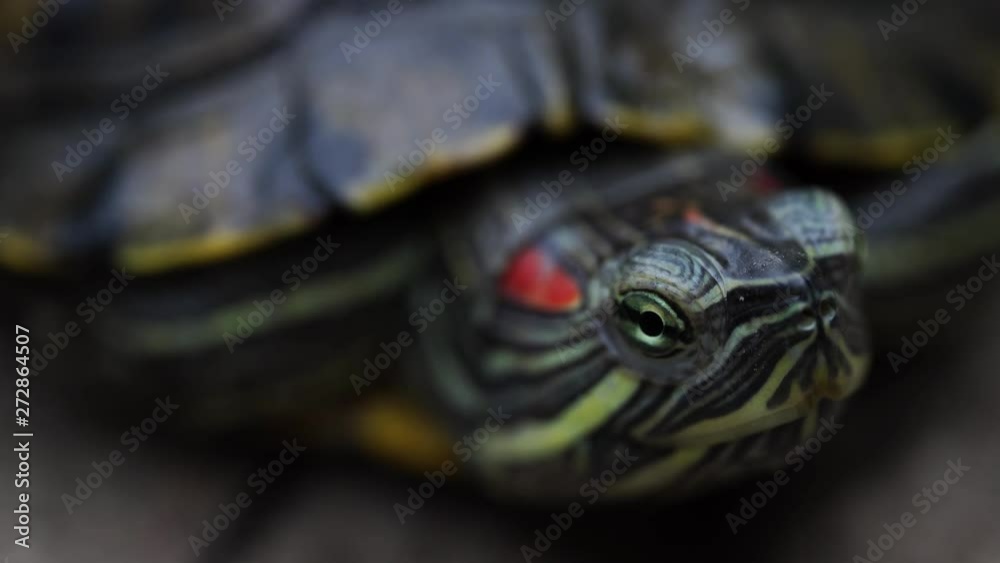 Turtle crawling on the road on a Sunny day, close up Turtle crawling on the road on a Sunny day, close up