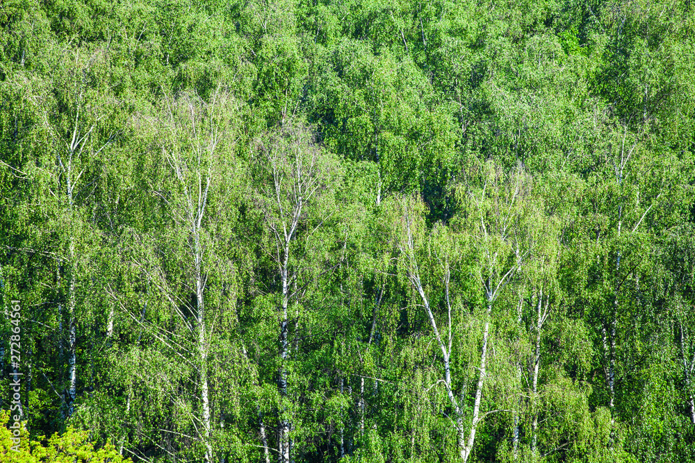 birch grove in green forest in sunny summer day birch grove in green forest in sunny summer day