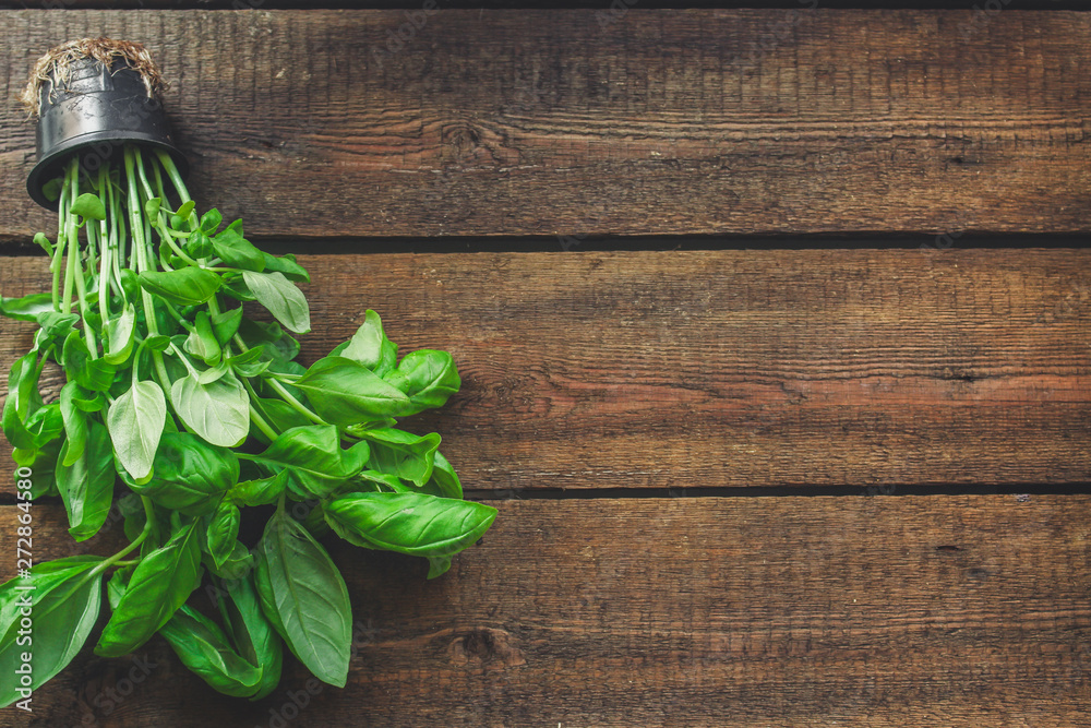 basil (flavored green ingredient used for cooking). food background. top view. copy space basil (flavored green ingredient used for cooking). food background. top view. copy space
