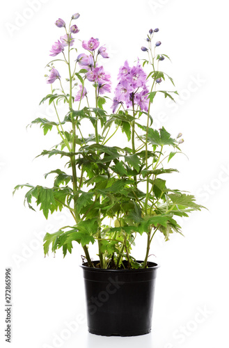 Foto pot with delphinium plant