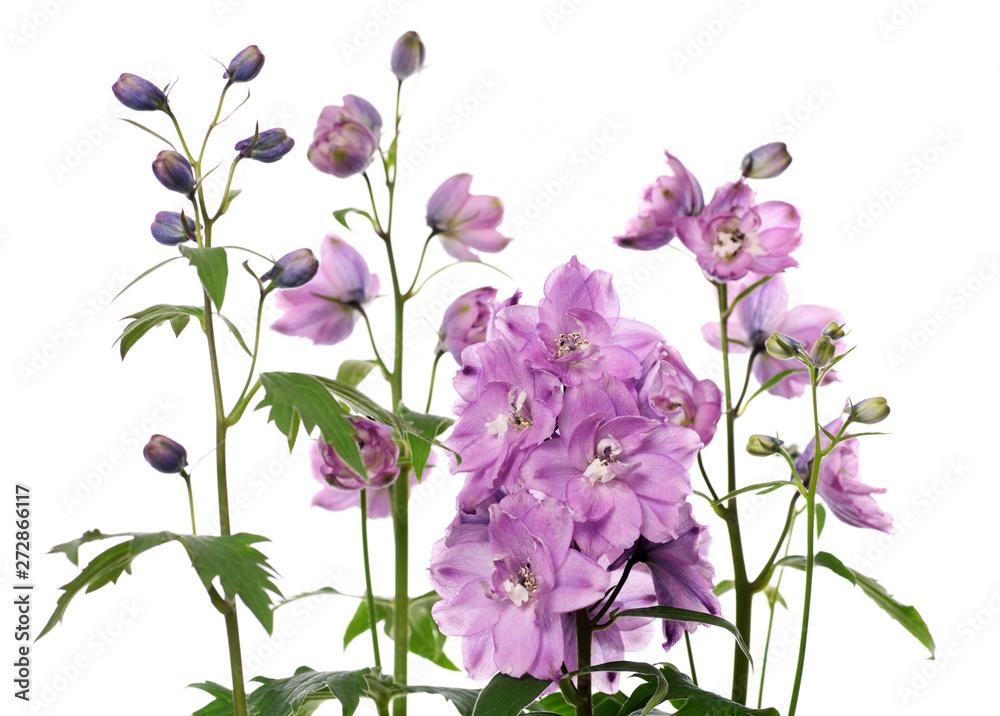 purple delphinium flowers