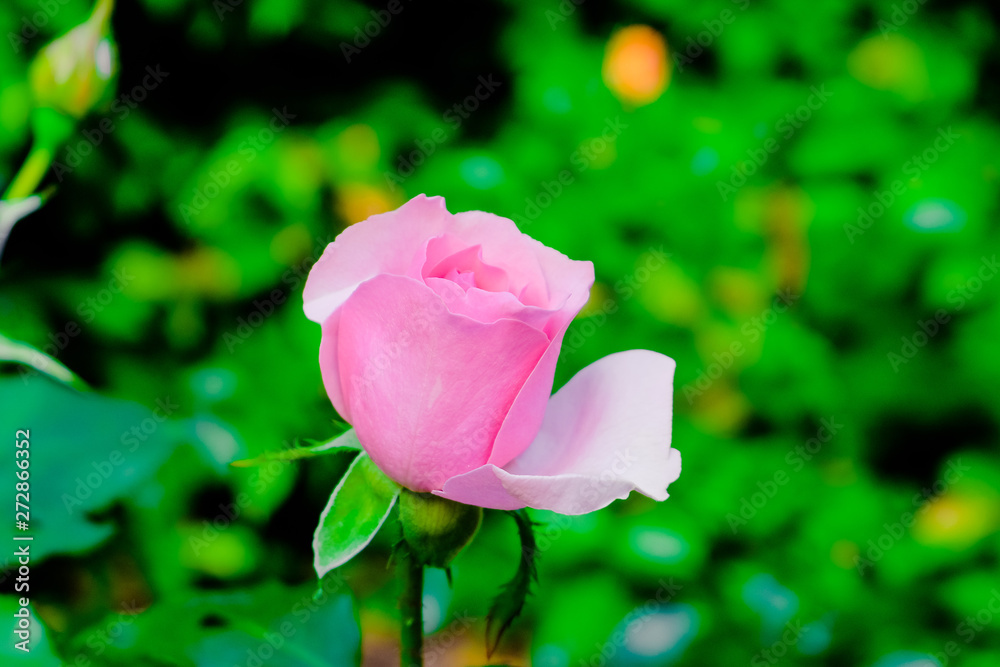 blooming rose petals in close-up