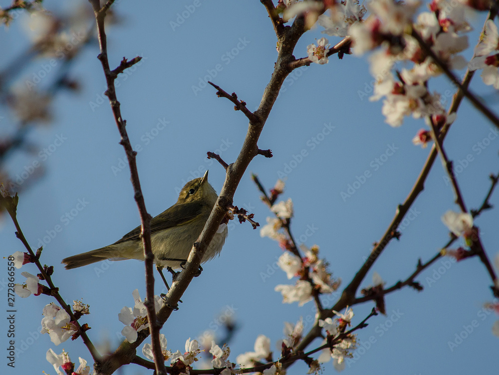 bird on branch of tree with flowers bird on branch of tree with flowers