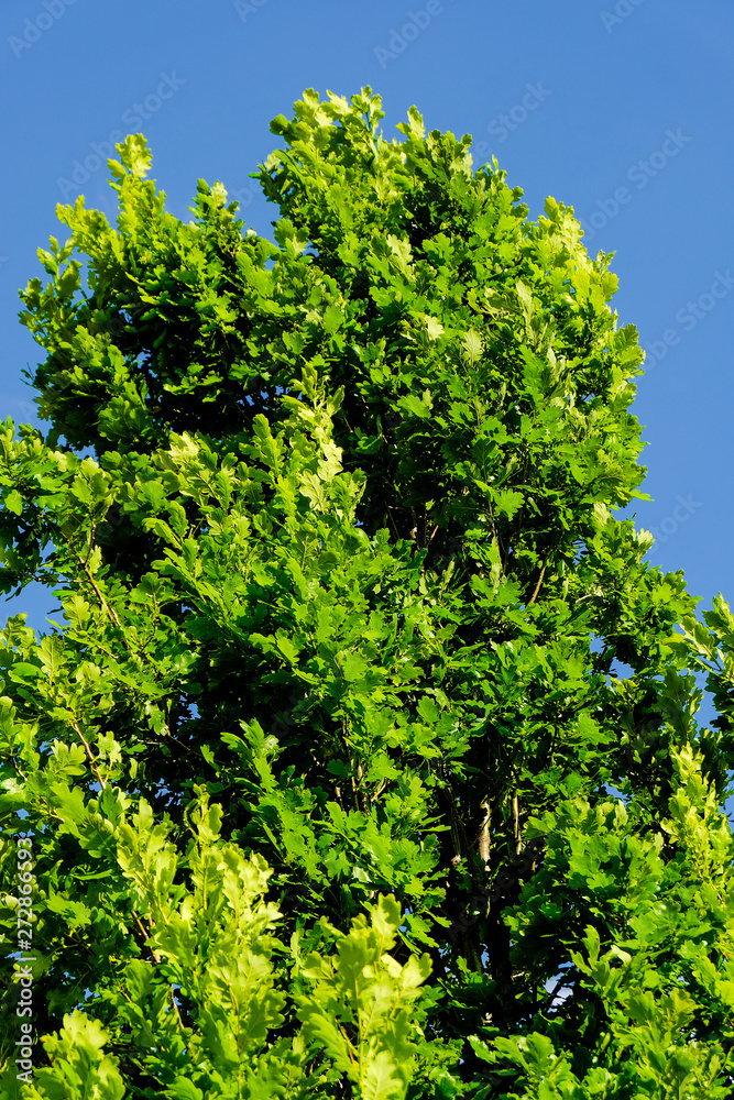 Oak with rich green leaves