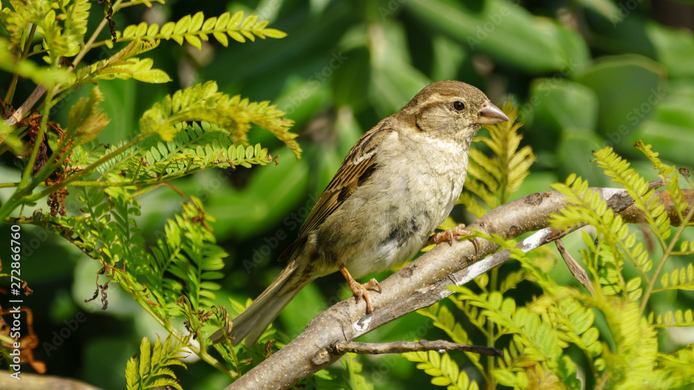 Fototapeta premium Female Spanish Sparrow Passer Hispaniolensis