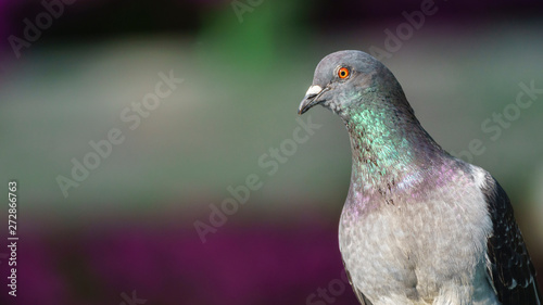 Rock Pigeon Portrait Columba Livia