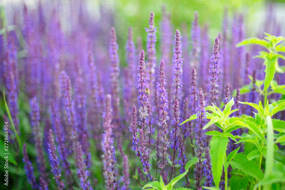 Fototapeta premium fioletowe kwiaty - niewyraźne letnie tło