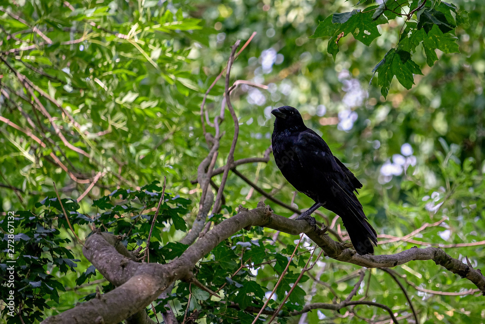 Corvus black raven in the tree Corvus black raven in the tree