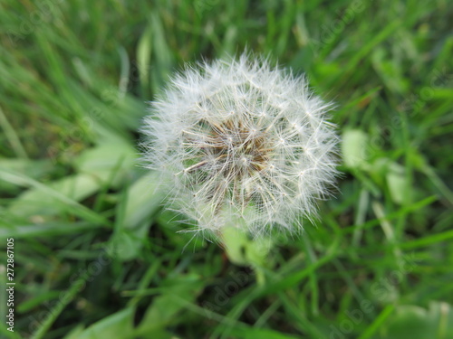 Dandelion