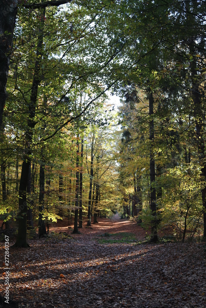 Fototapeta premium Wernerwald