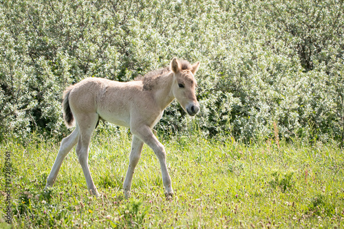 Konik Horse Foal