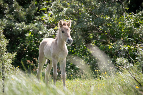 Konik Horse Foal