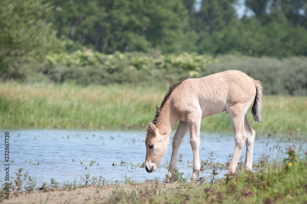 Konik Horse Foal